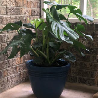 Monstera plant in Starkville, Mississippi