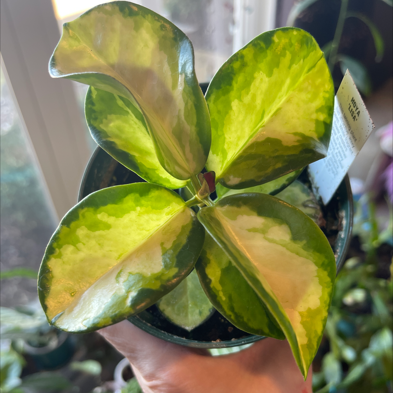 Hoya 'Lisa' plant with variegated leaves held by a hand, soil visible.