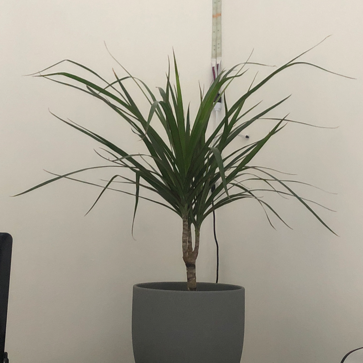 Song of India plant photo by @TomMcKie named schlort on Greg, the plant care app.