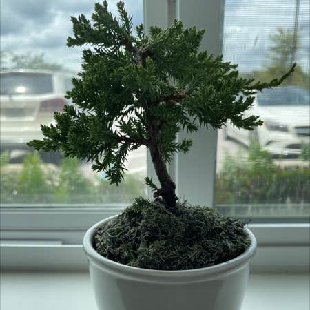Photo of the plant species Aromatic Cedar by Mar named Yoko on Greg, the plant care app