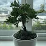 Plant care for Bald Cypress on Greg, the plant care app