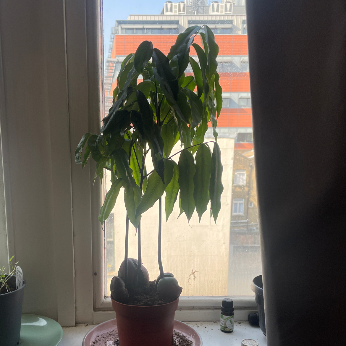 Potted Lucky Bean Tree on a windowsill with green leaves and visible soil.