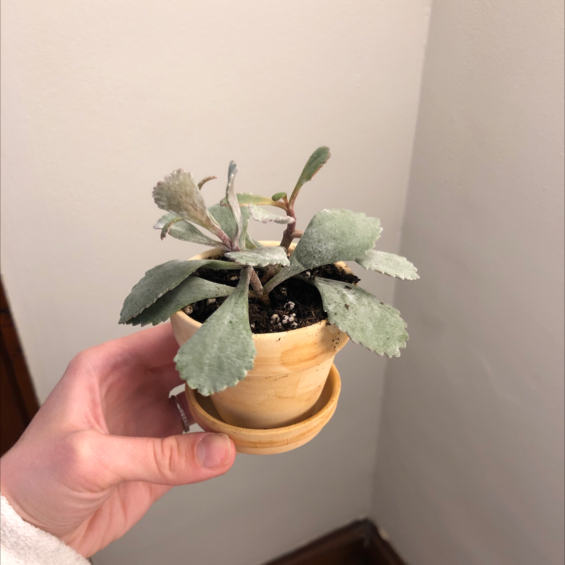 A Flower Dust Plant in a small pot held by a hand, with dusty green leaves.