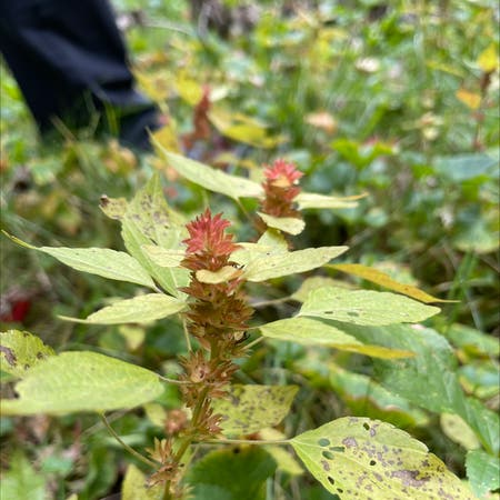 Photo of the plant species common three-seeded mercury by Jordan named Baesil on Greg, the plant care app