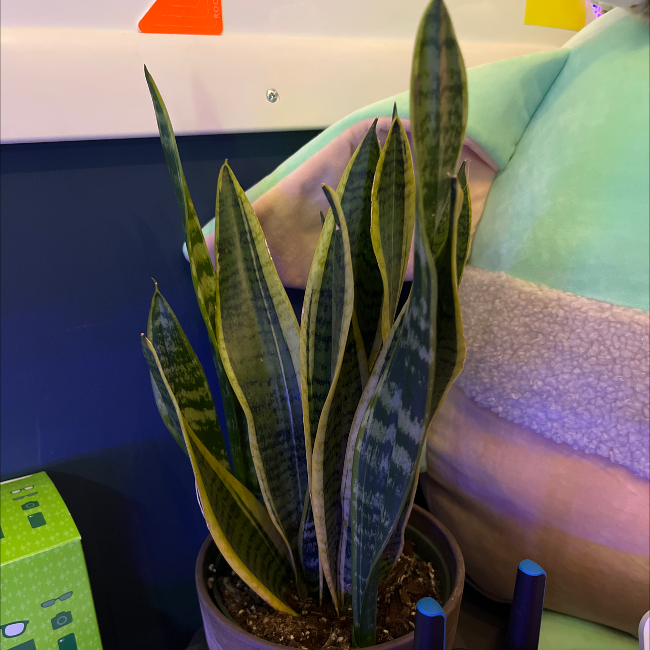 Sansevieria 'Lauren' plant with upright leaves, minor yellowing edges, potted indoors.