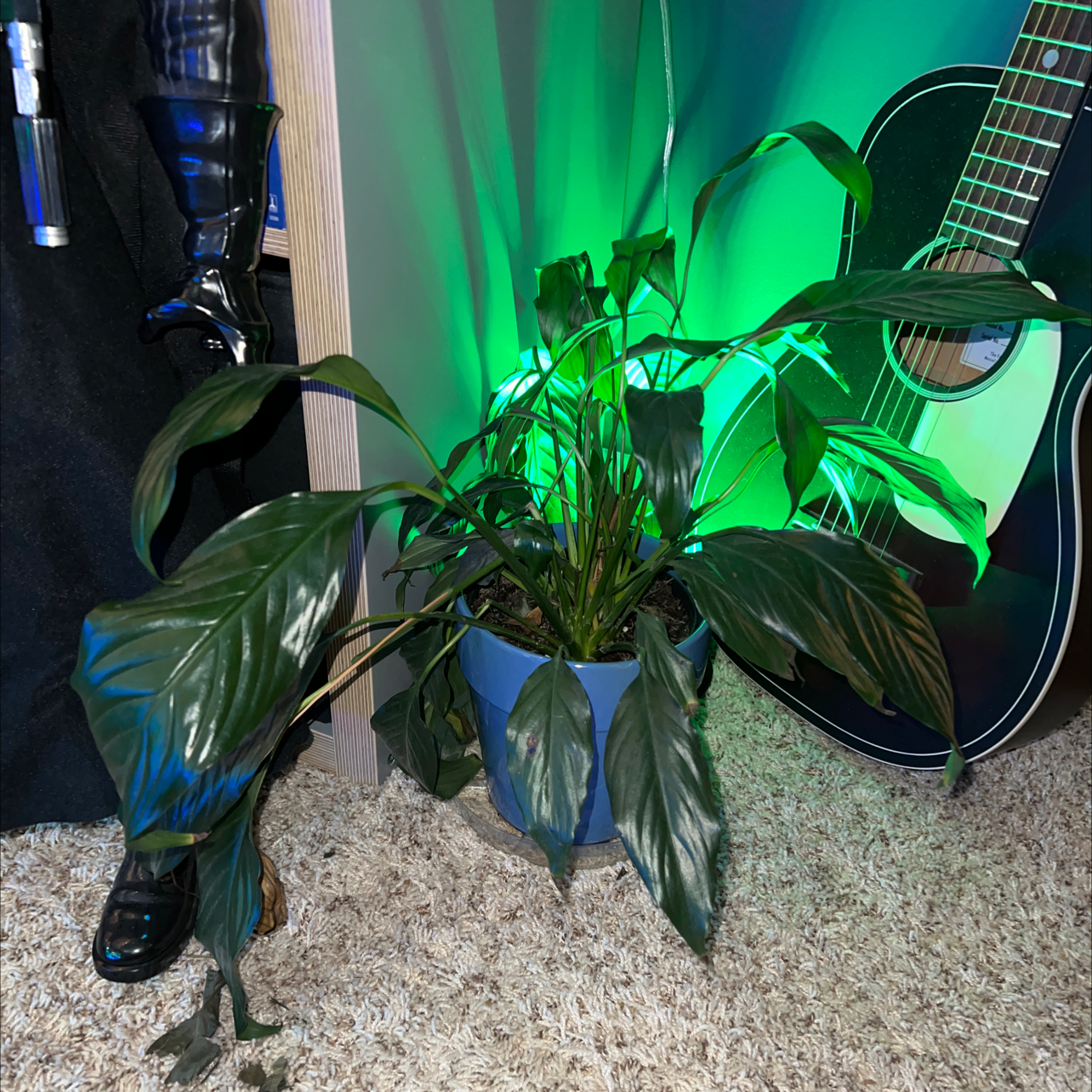 Peace Lily plant photo by @dknighton named Droopy on Greg, the plant care app.