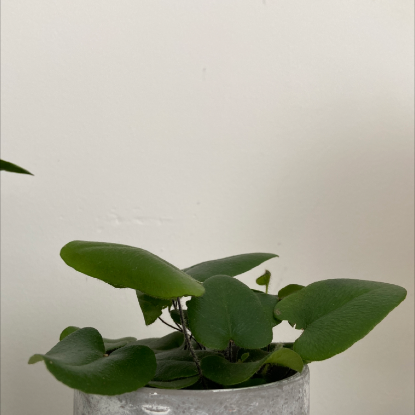Golden Leather Fern with broad green leaves in a white pot.