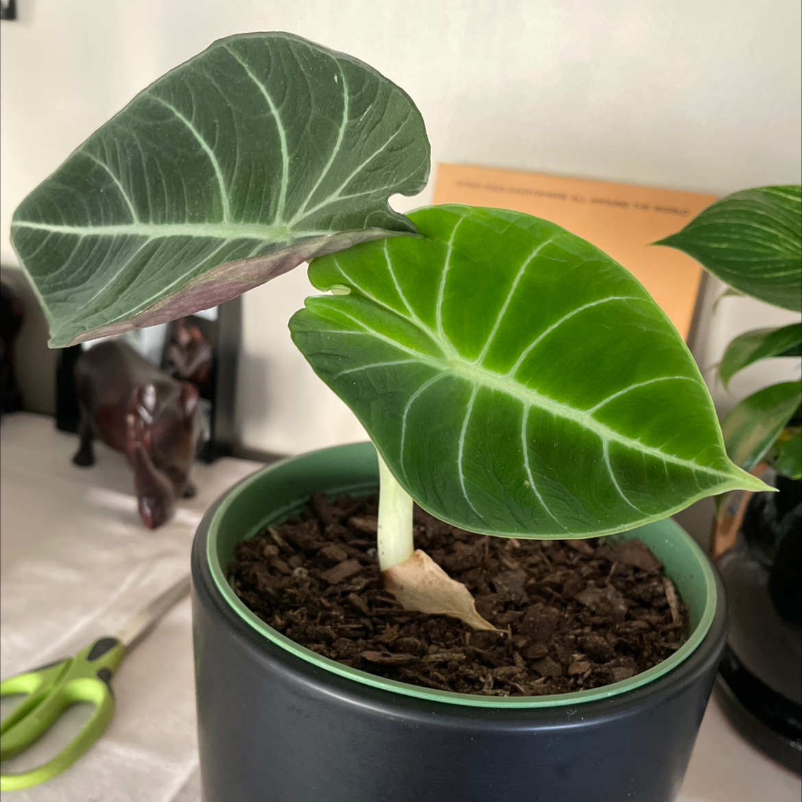 Black Velvet Alocasia plant in a pot with healthy green leaves.