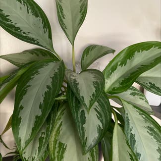 Chinese Evergreen plant in Placentia, California
