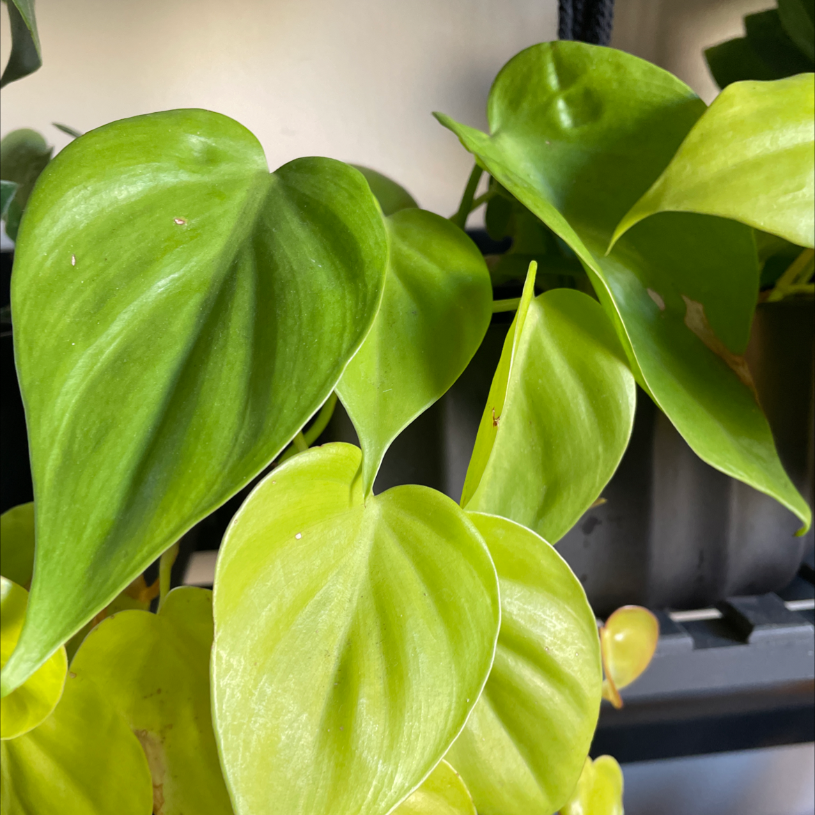 Philodendron Lemon Lime plant with vibrant green and yellow-green leaves.