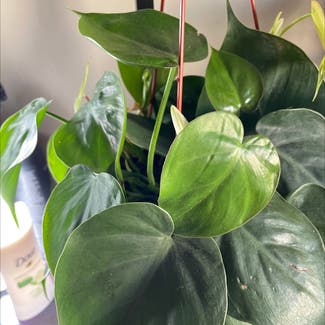 Heartleaf Philodendron plant in Placentia, California