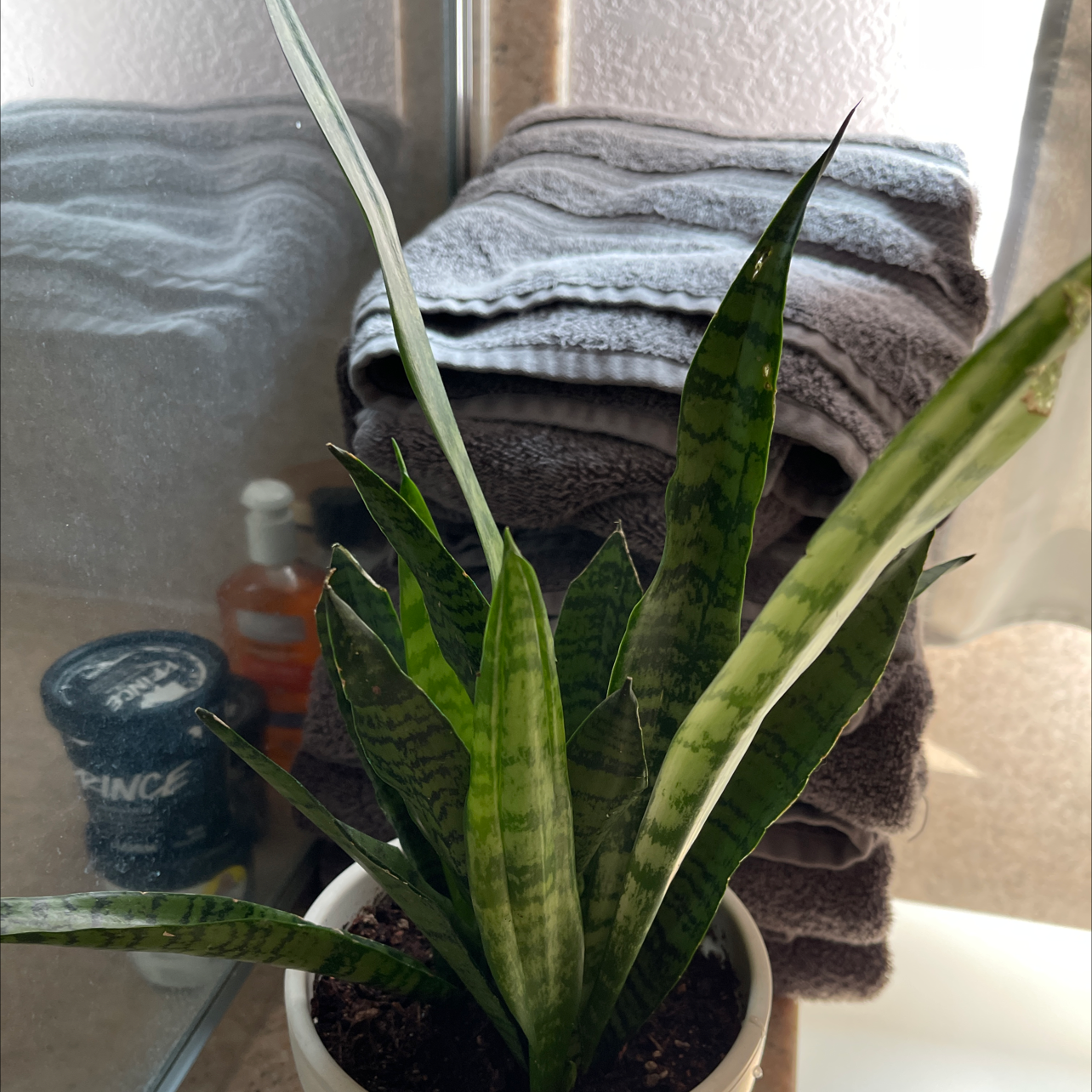 Snake Plant plant photo by @OzBranwen named Spike on Greg, the plant care app.