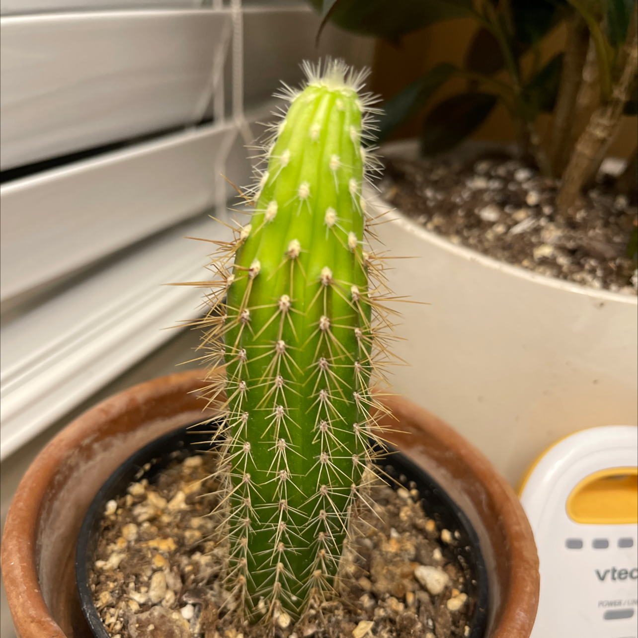 Golden Torch cactus in a pot with visible soil, well-framed and in focus.