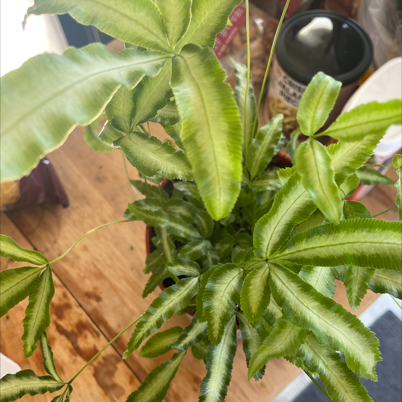 Healthy Cretan Brake plant with green, wavy leaves.