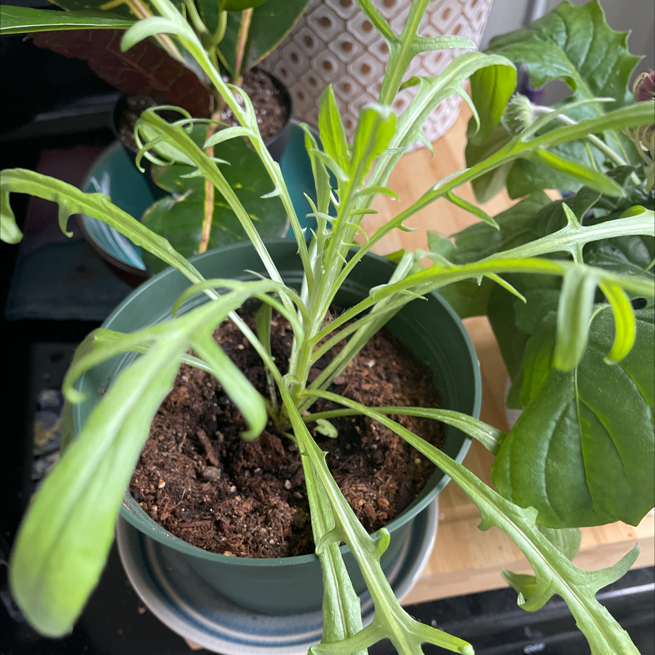 Potted Treasureflower plant with elongated leaves, visible soil, and no signs of disease.