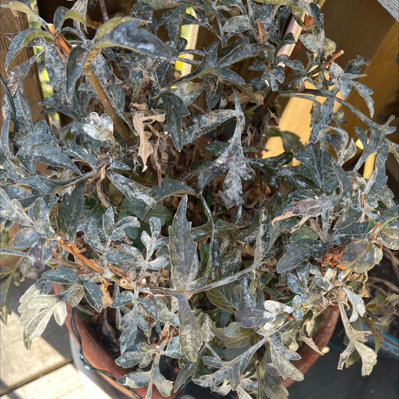Garden Dahlia plant with significant leaf discoloration and damage, including browning and possible fungal infection.