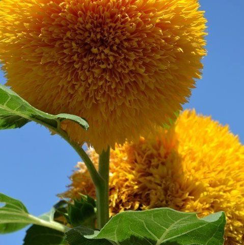 Photo of the plant species Teddy Bear Sunflower by @ashpoin named Teddy Roosevelt on Greg, the plant care app