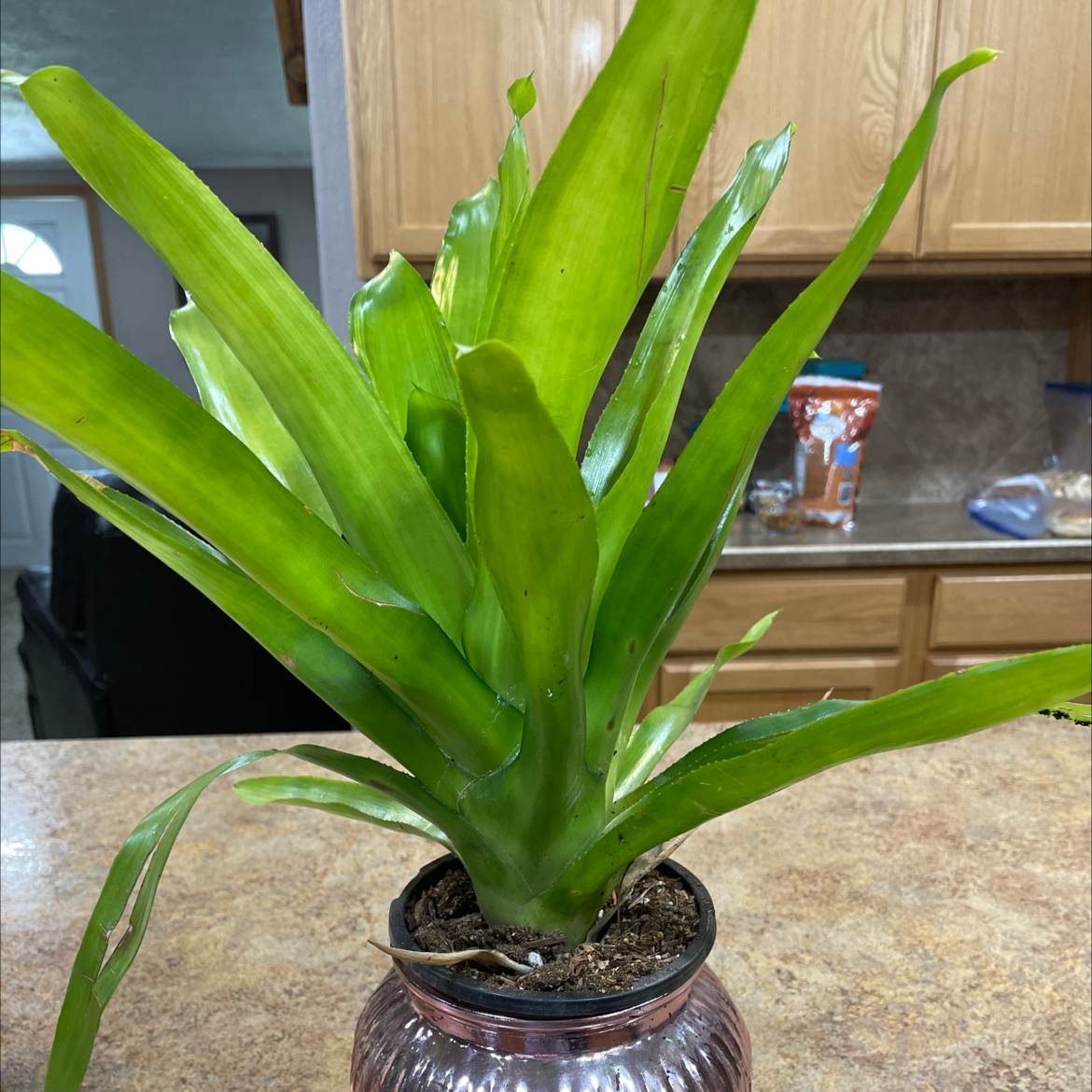 Bromeliad plant in a pot on a kitchen counter, vibrant green leaves.