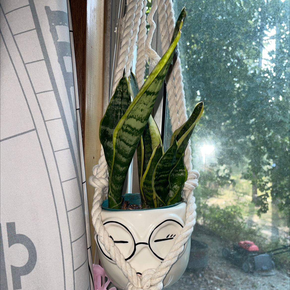 Snake Plant plant photo by Shelby named Sheldon on Greg, the plant care app.