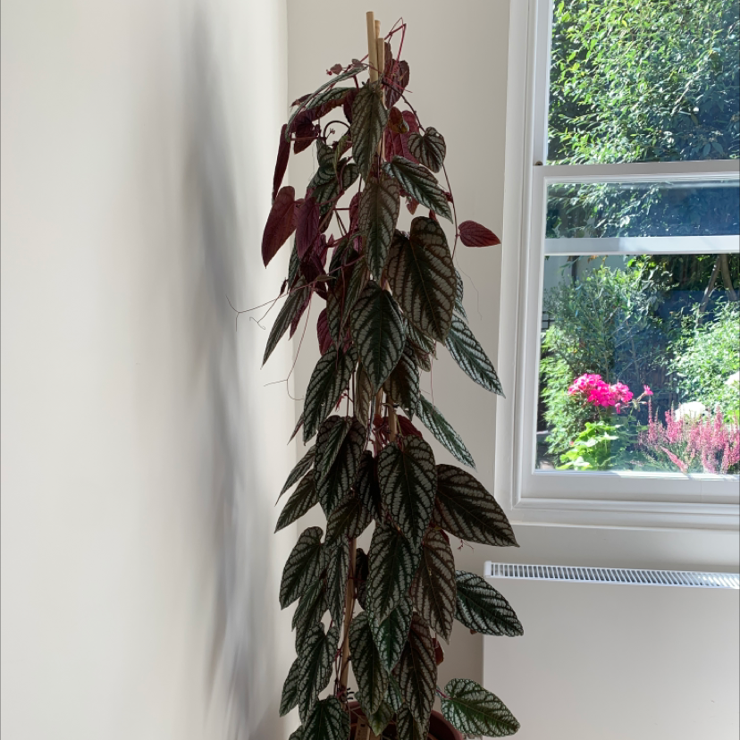 Rex Begonia Vine plant indoors near a window, appears healthy with vibrant leaves.