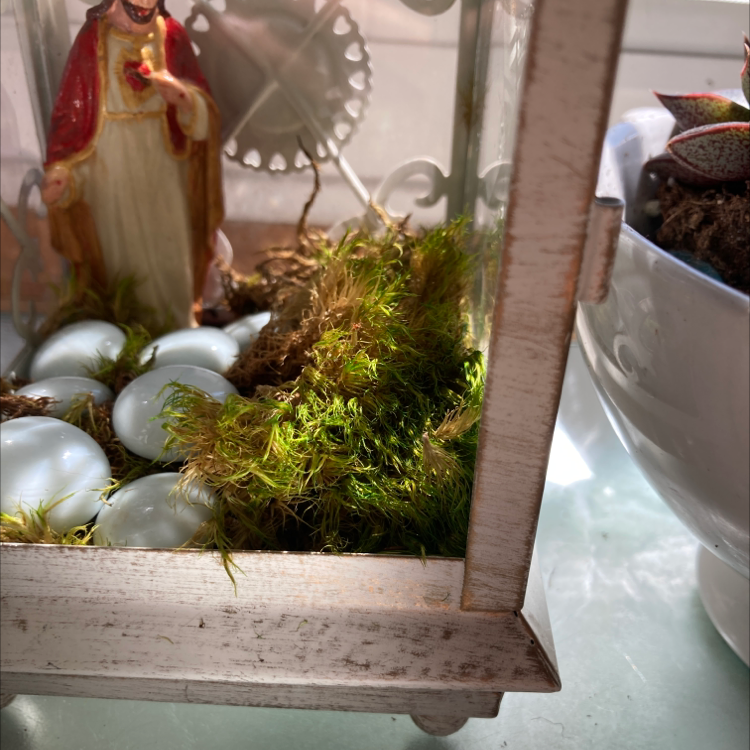 Broom Forkmoss in a decorative container with white stones and a figurine.