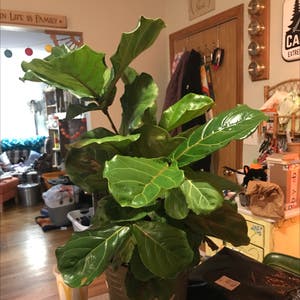 Fiddle Leaf Fig plant photo by @aliceinmommyland named Big Fig on Greg, the plant care app.