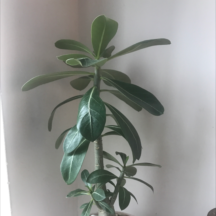 Desert Rose Plant with healthy green leaves, no visible signs of disease.
