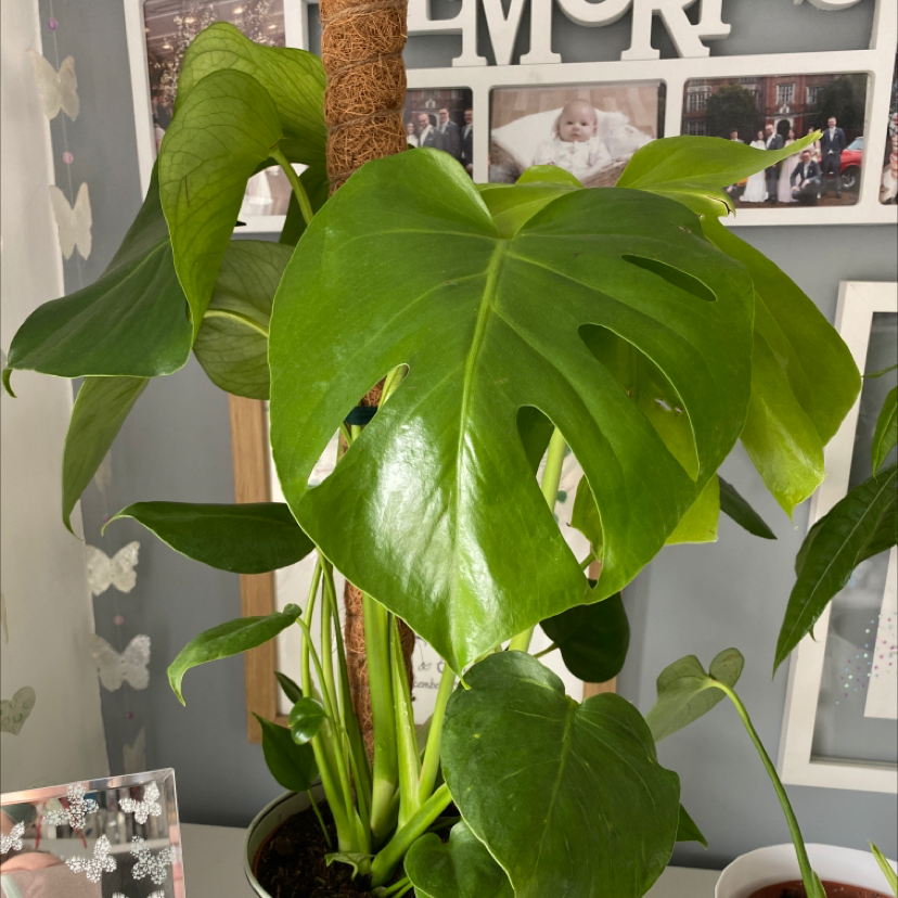 Monstera plant photo by Emily named Coco on Greg, the plant care app.