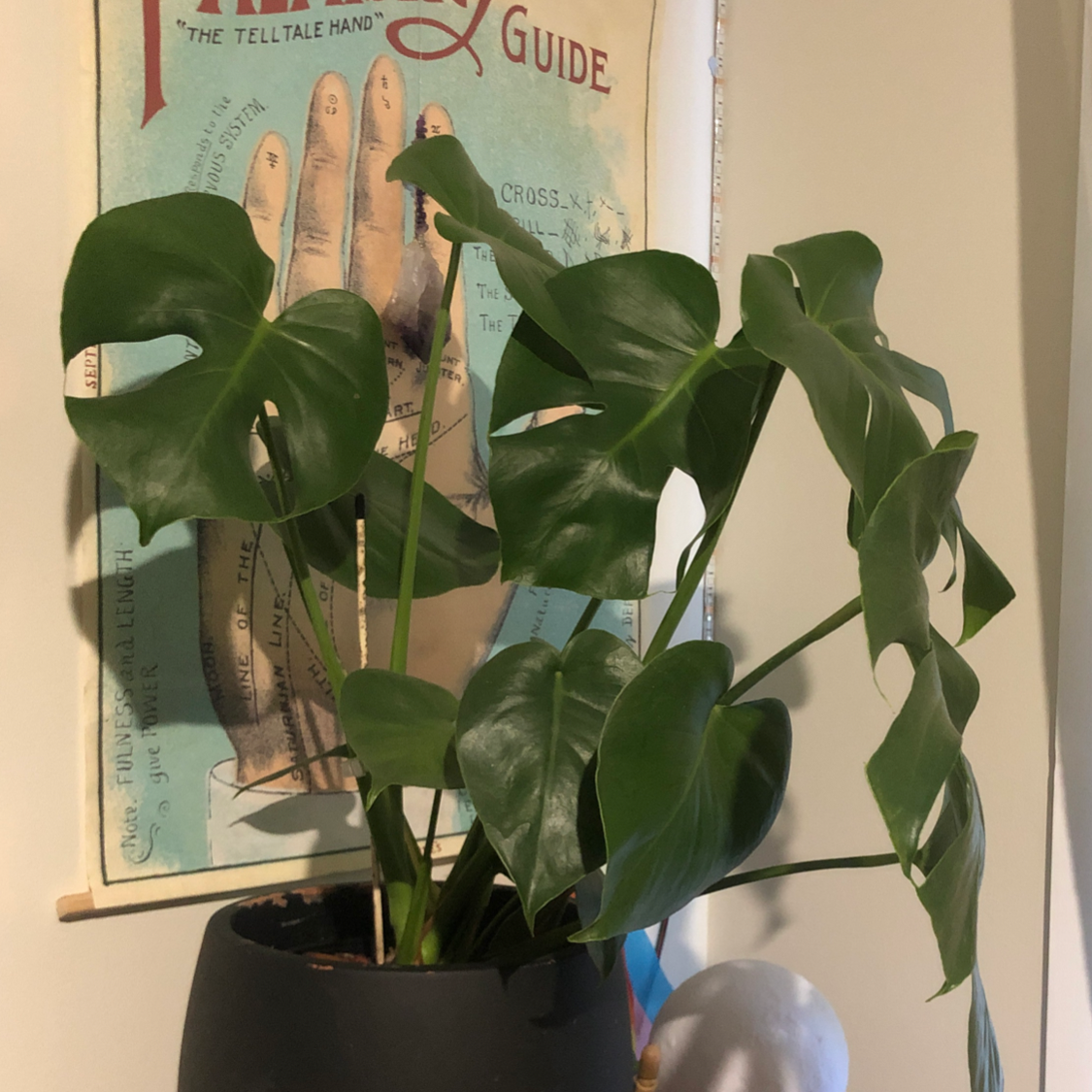 Monstera plant photo by @plantboy28 named Monsti on Greg, the plant care app.