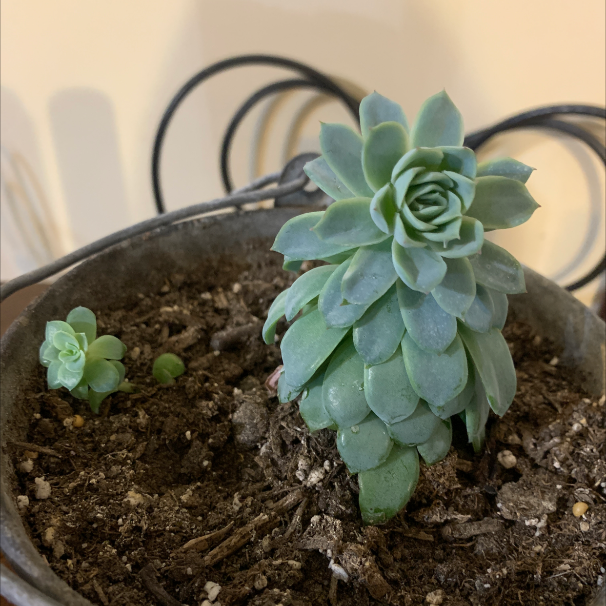 Blue Echeveria plant in a pot with visible soil and smaller plants growing alongside.