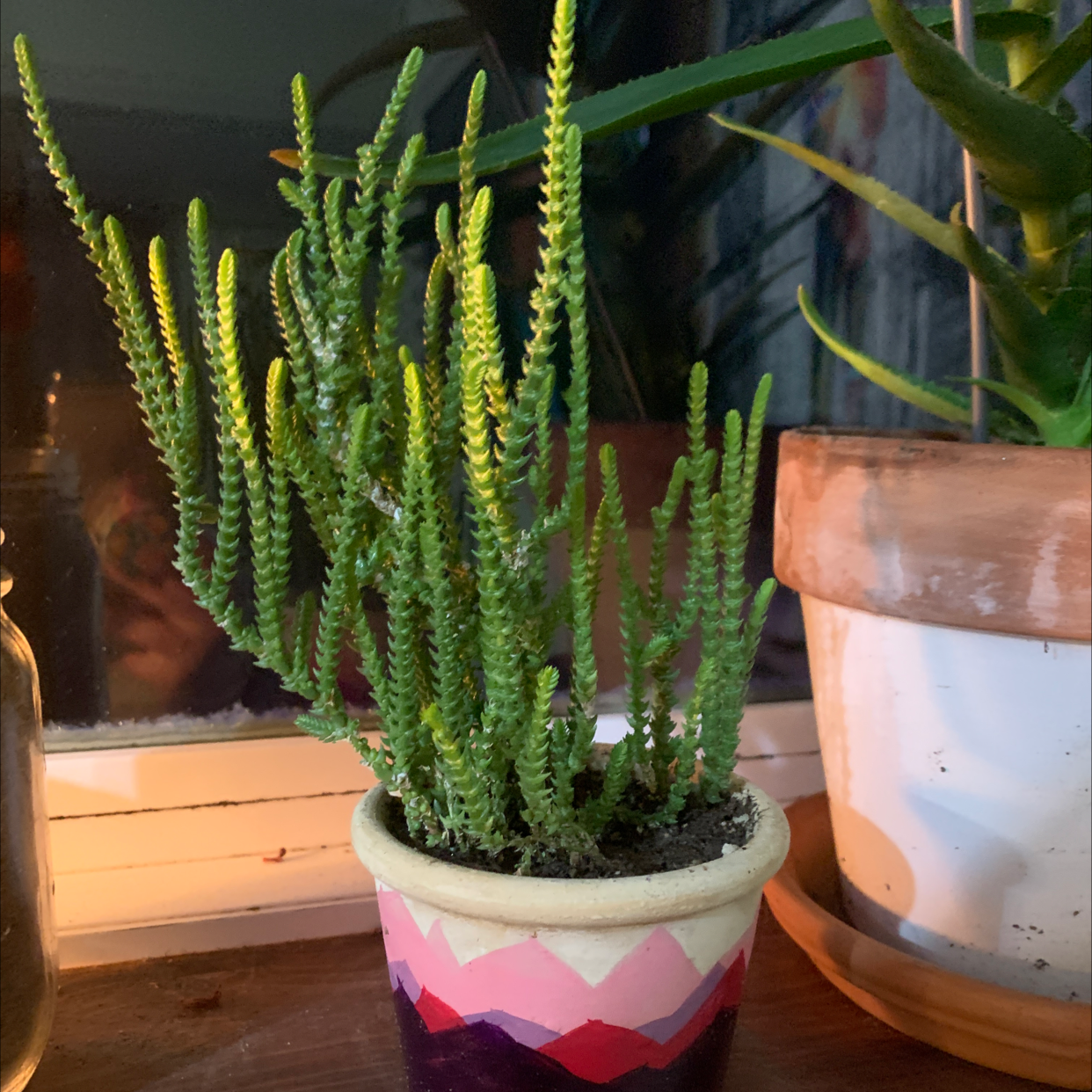 Rattail Crassula plant in a decorative pot, well-framed and in focus.