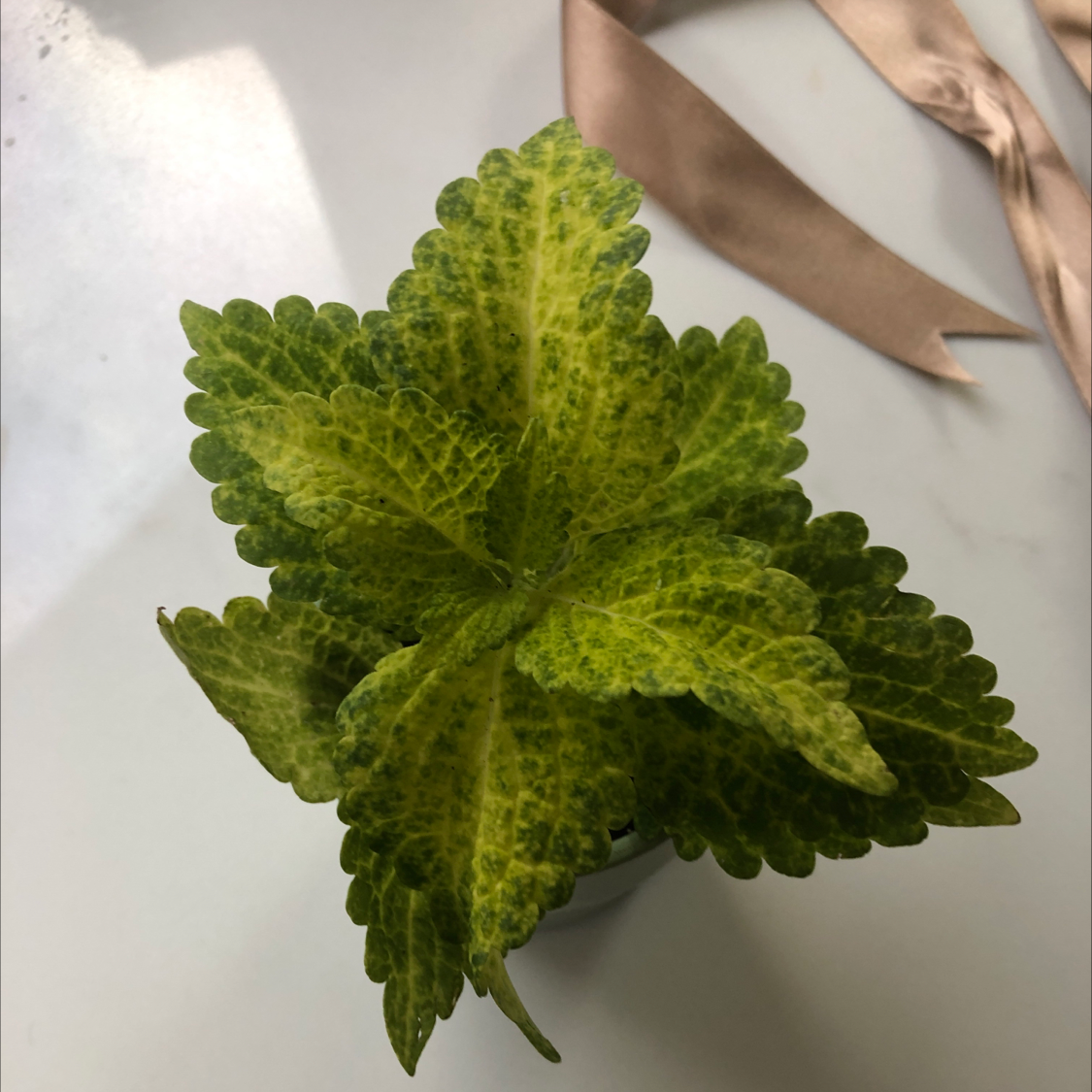 Coleus plant photo by @Darren named Leafy green on Greg, the plant care app.