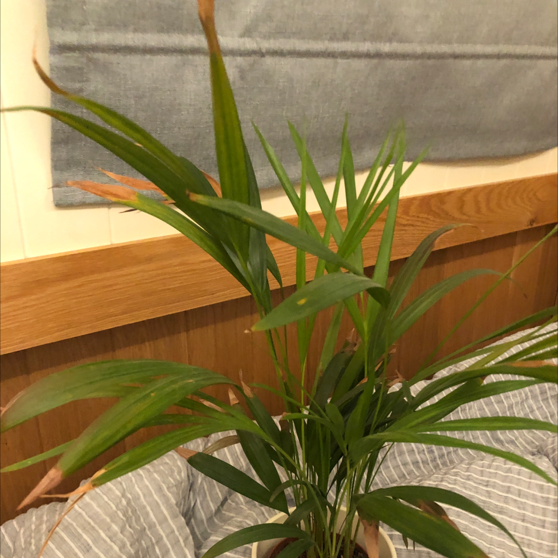 Parlour Palm plant photo by @Darren named Parlour Palm on Greg, the plant care app.