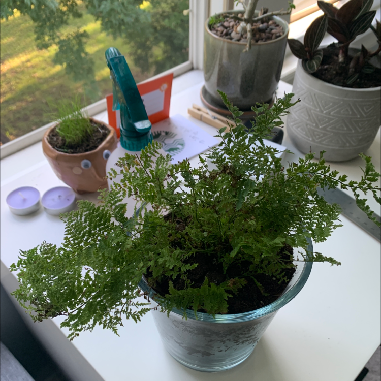 Boston Fern plant photo by @OttoMonty named Your plant on Greg, the plant care app.