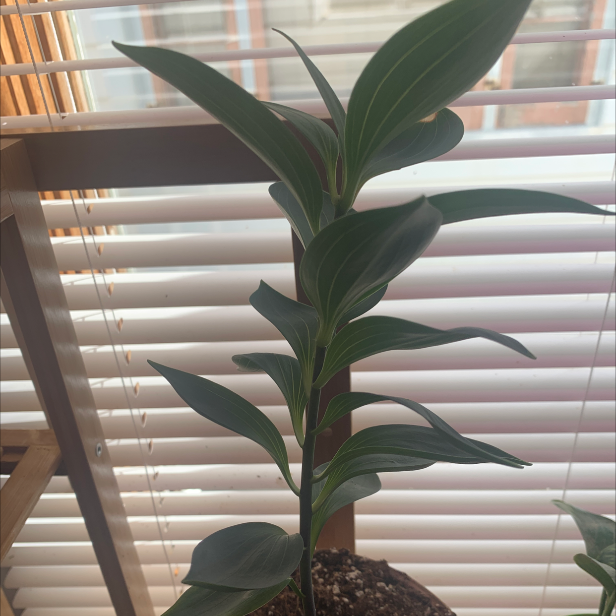 Angular Solomon's Seal plant with healthy green leaves near a window with blinds.