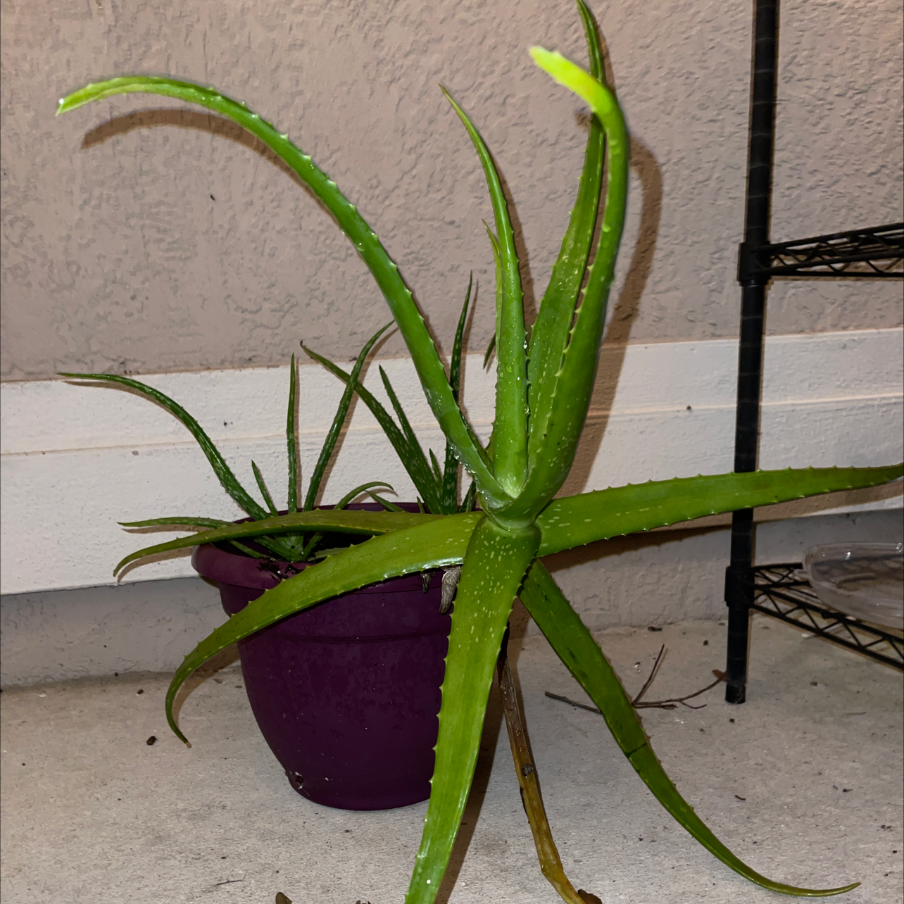 Aloe vera plant photo by Allie named Boo and babies on Greg, the plant care app.