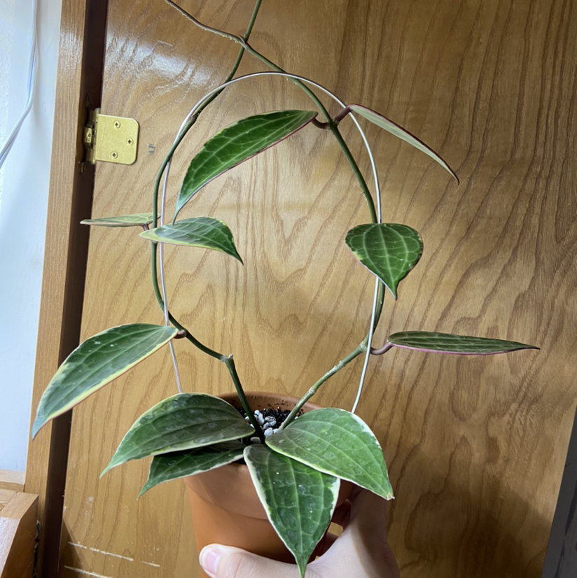 Photo of the plant species Hoya macrophylla 'Albomarginata' by @Arraeis named Coco on Greg, the plant care app