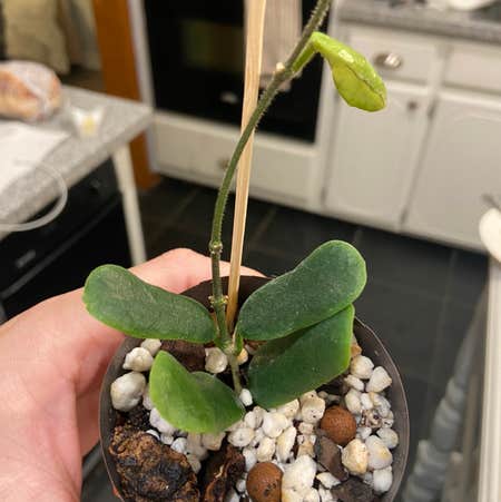 Photo of the plant species Hoya rotundiflora by @Arraeis named Reggie on Greg, the plant care app