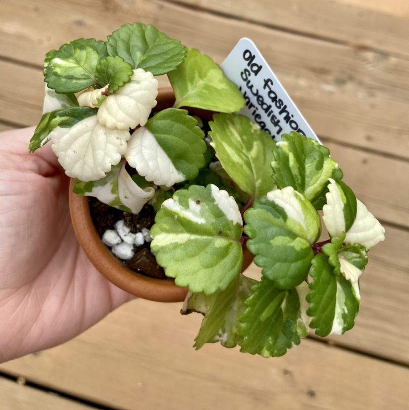 Photo of the plant species Swedish Ivy by @Arraeis named Anne on Greg, the plant care app