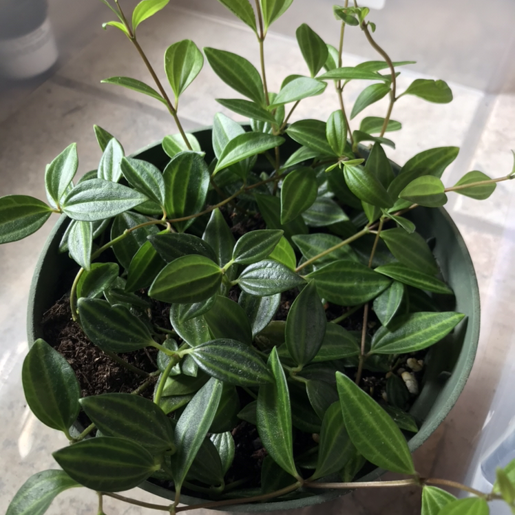 Healthy Beetle Peperomia plant with vibrant green leaves in a pot.