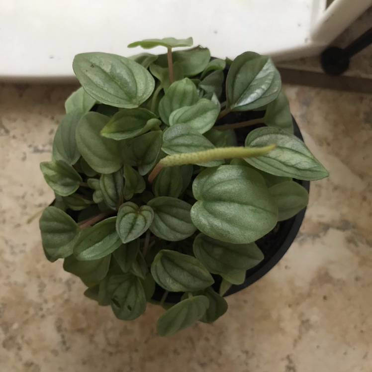 Potted Silver Frost Peperomia plant with healthy green leaves.