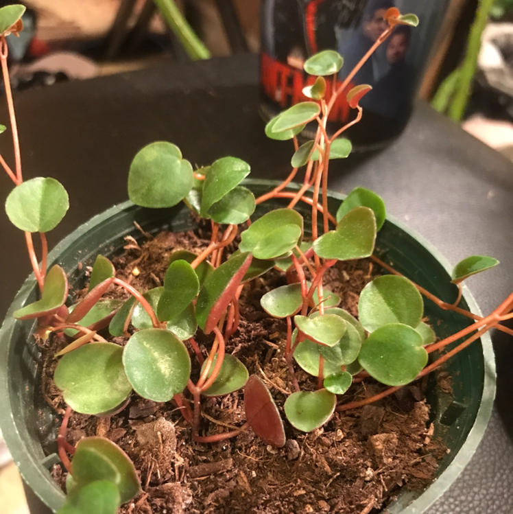 Peperomia 'Ruby Cascade' plant in a small pot with green leaves and red stems.