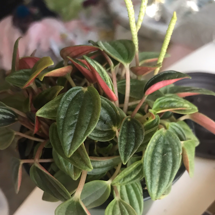 Photo of the plant species Peperomia 'Rosso' by @KyrosEstrel named Your plant on Greg, the plant care app