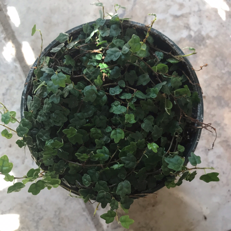 Healthy creeping fig plant in a black pot with dense green heart-shaped leaves, viewed from above.