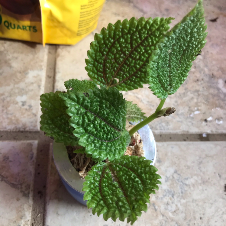 Pilea mollis plant in a small pot with healthy green leaves on a tiled surface.