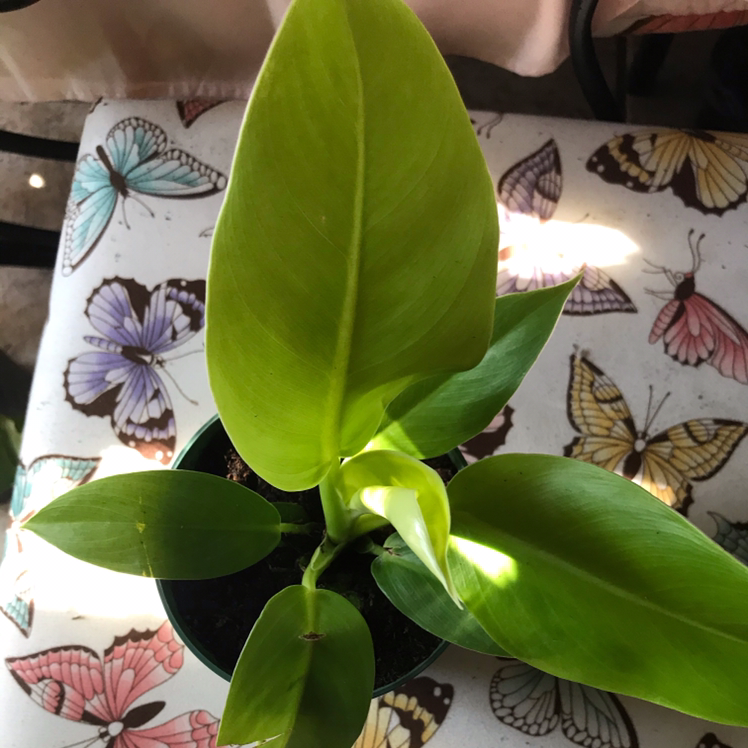 Philodendron 'Moonlight' plant with vibrant green leaves in a pot, well-framed and in focus.
