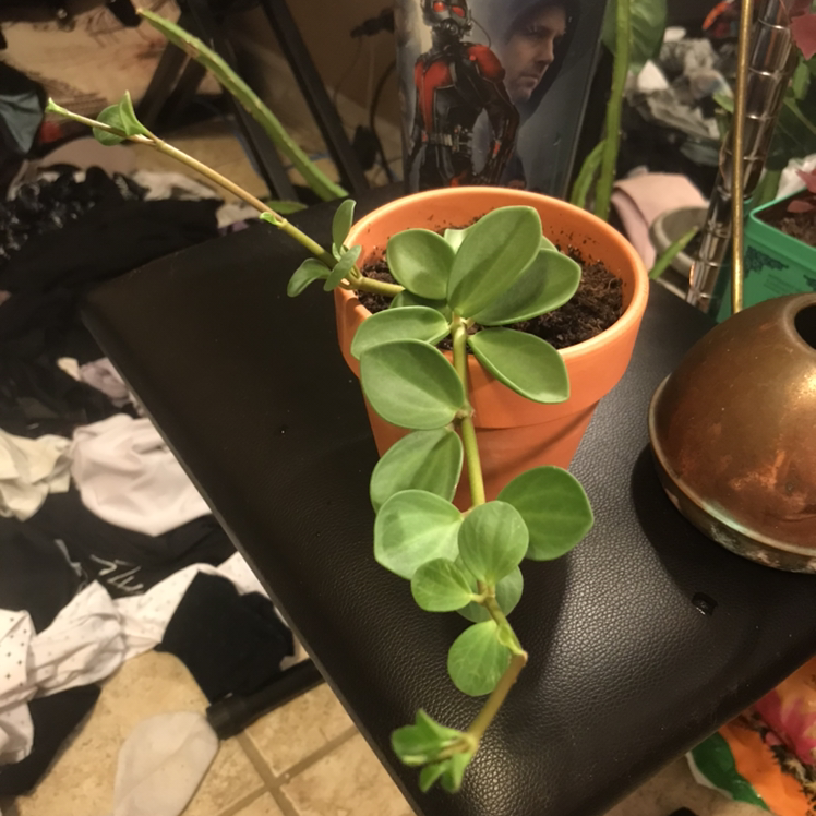 Peperomia 'Hope' plant in a terracotta pot with visible soil, healthy green leaves.
