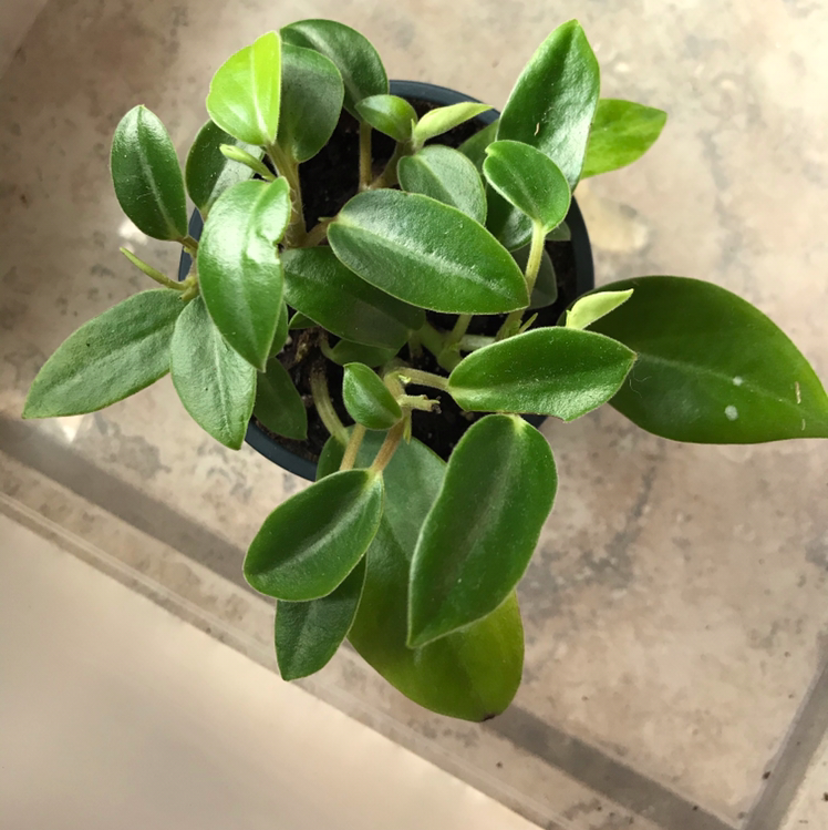 Teardrop Peperomia plant in a small pot with vibrant green leaves.