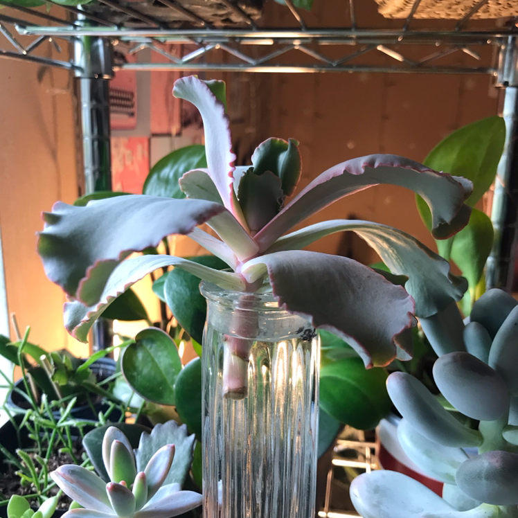 Echeveria Gibbiflora succulent in a glass container with water, surrounded by other plants.