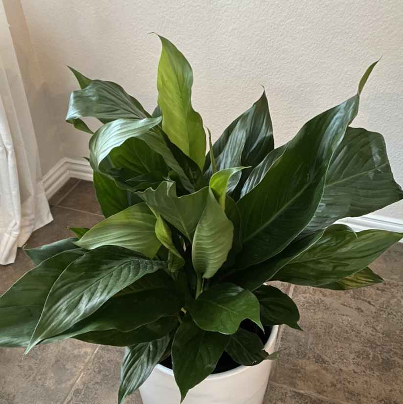 Peace Lily plant photo by Connie named Peace Lily on Greg, the plant care app.